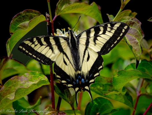 Butterfly, Swallowtail, Insect