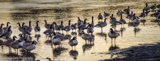 A gathering of geese