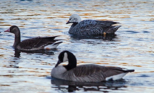 Emperor Goose with Greater White-Fronted Goose and Canada Goose