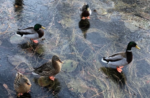 Ducks on Frozen Pond
