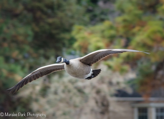 Canada Goose coming in for a landing