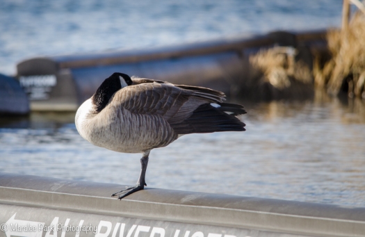 Canada Goose on one leg