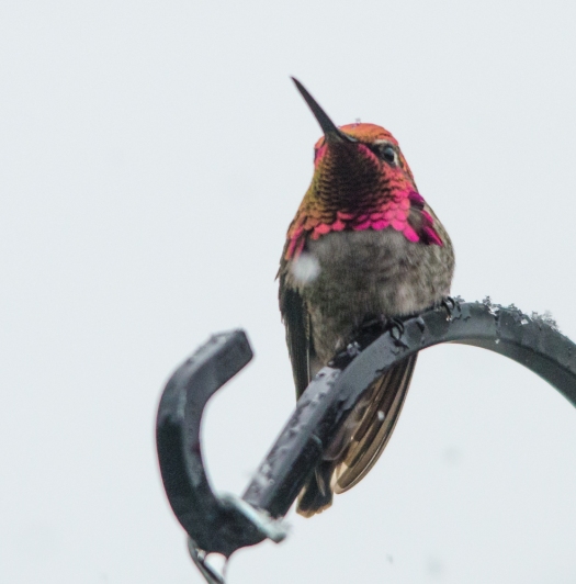 Hummingbird in the snow