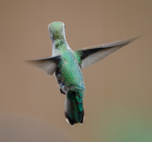 Hummingbird in flight