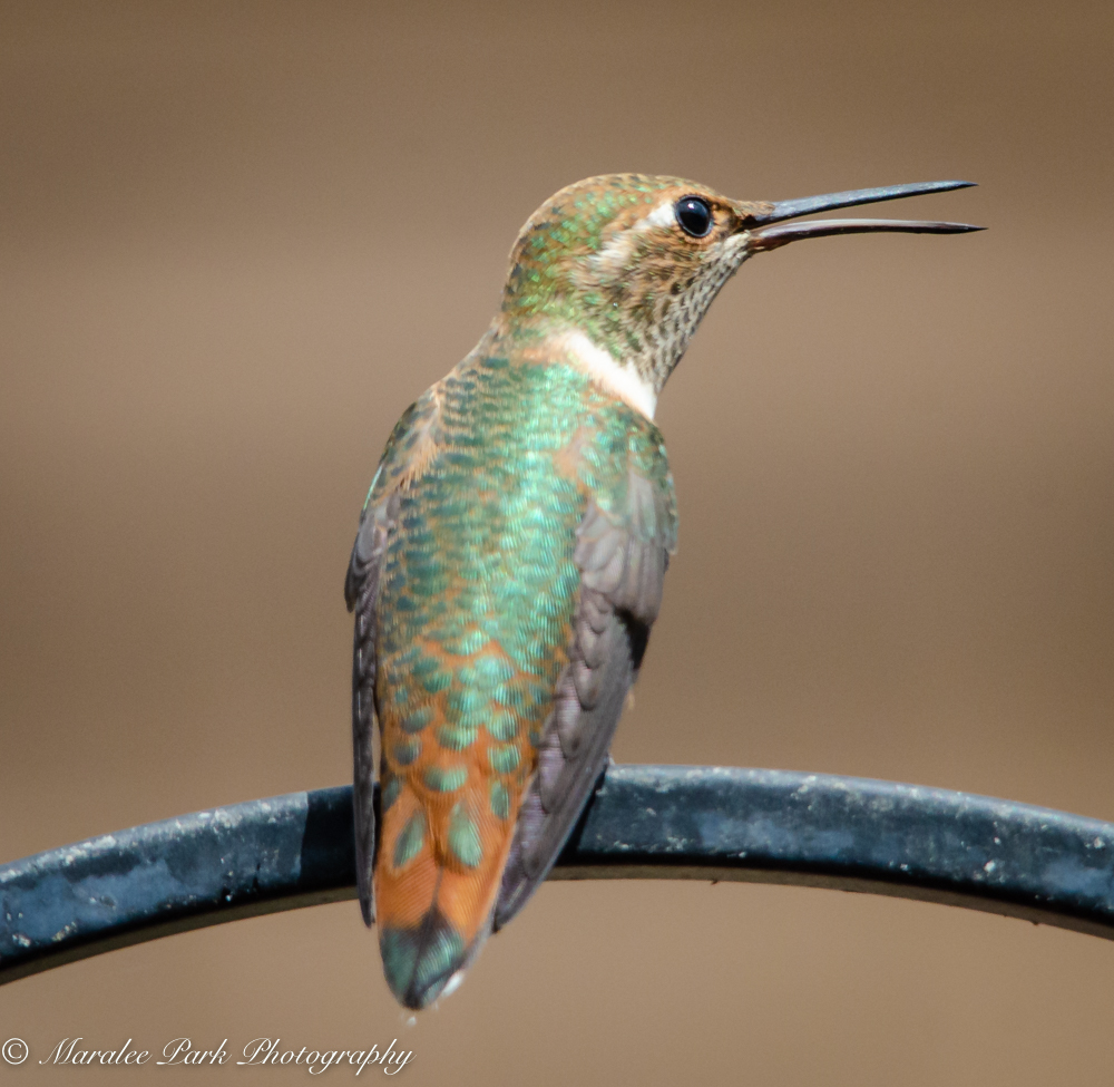 Hummingbird taking a rest