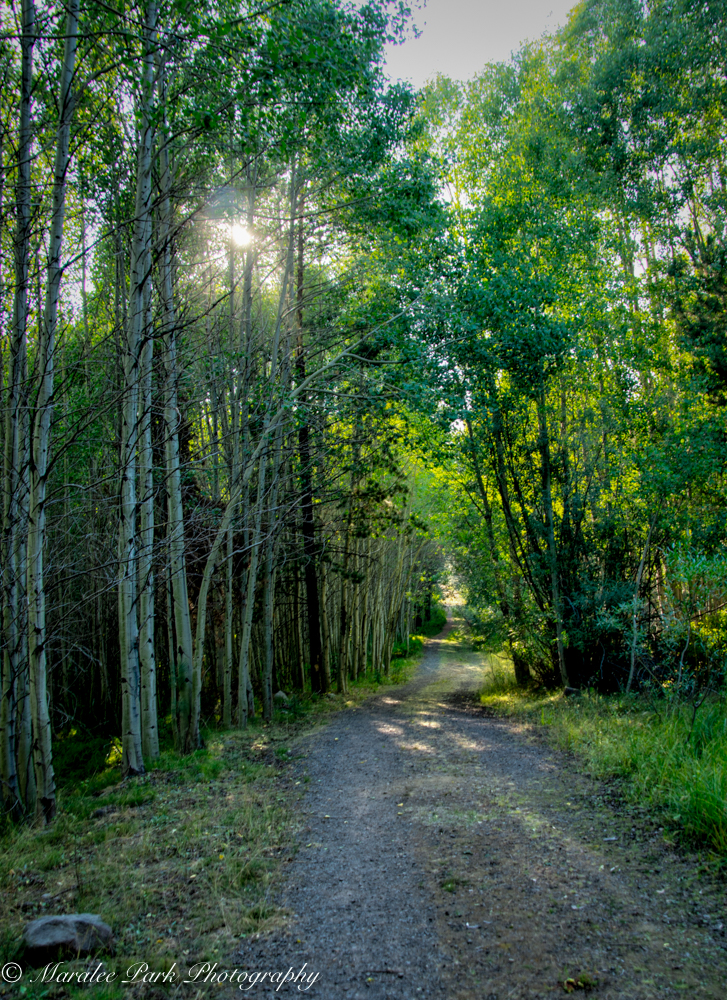 Trail through grove of aspens.