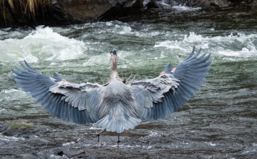 Great Blue Heron wingspan