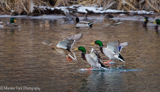 Ducks landing on the river