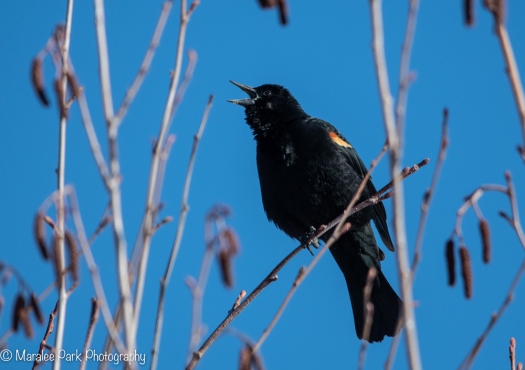 Red-winged blackbird calling out